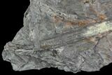 Carboniferous Fossil Fern (Sphenopteris) Plate - Poland #111649-4